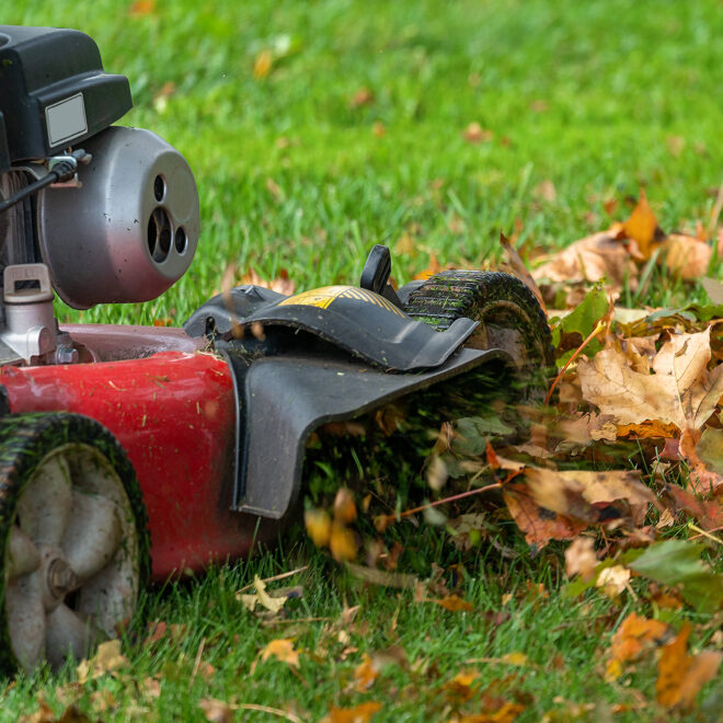 Lawn mower mulching fallen leaves