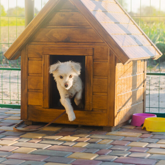 Puppy running out of wooden kennel