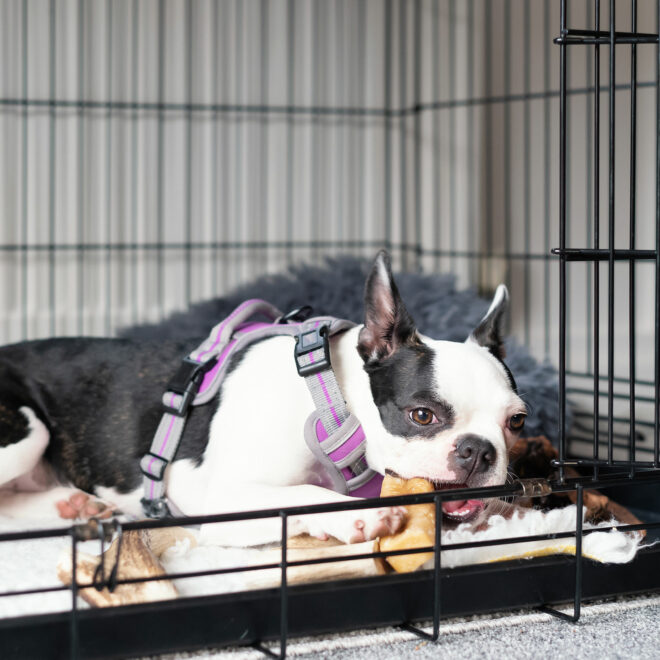 Frenchie puppy in her cage eating a chew