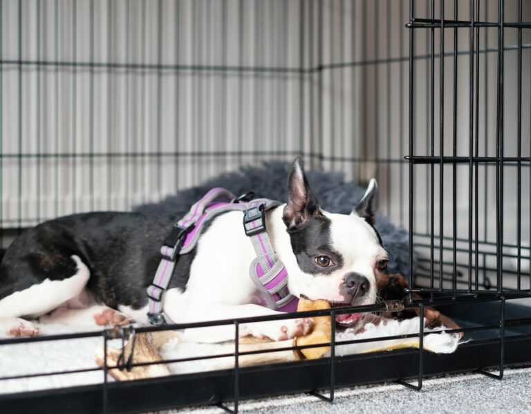 Engaging Ideas: Keeping Your Dog Occupied in Their Cage