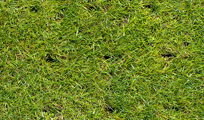 An example of a patch of lawn with aeration holes